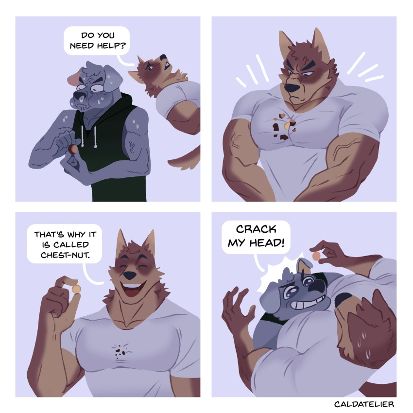 anthro big_muscles blue_body blue_fur bodily_fluids brown_body brown_fur caldatelier canid canine canis comic domestic_dog duo eyes_closed food fruit fur hi_res humor male male/male mammal muscular muscular_anthro muscular_male nut_(fruit) pecs plant sleeveless_hoodie smile snack straining struggling sweat wide_eyed