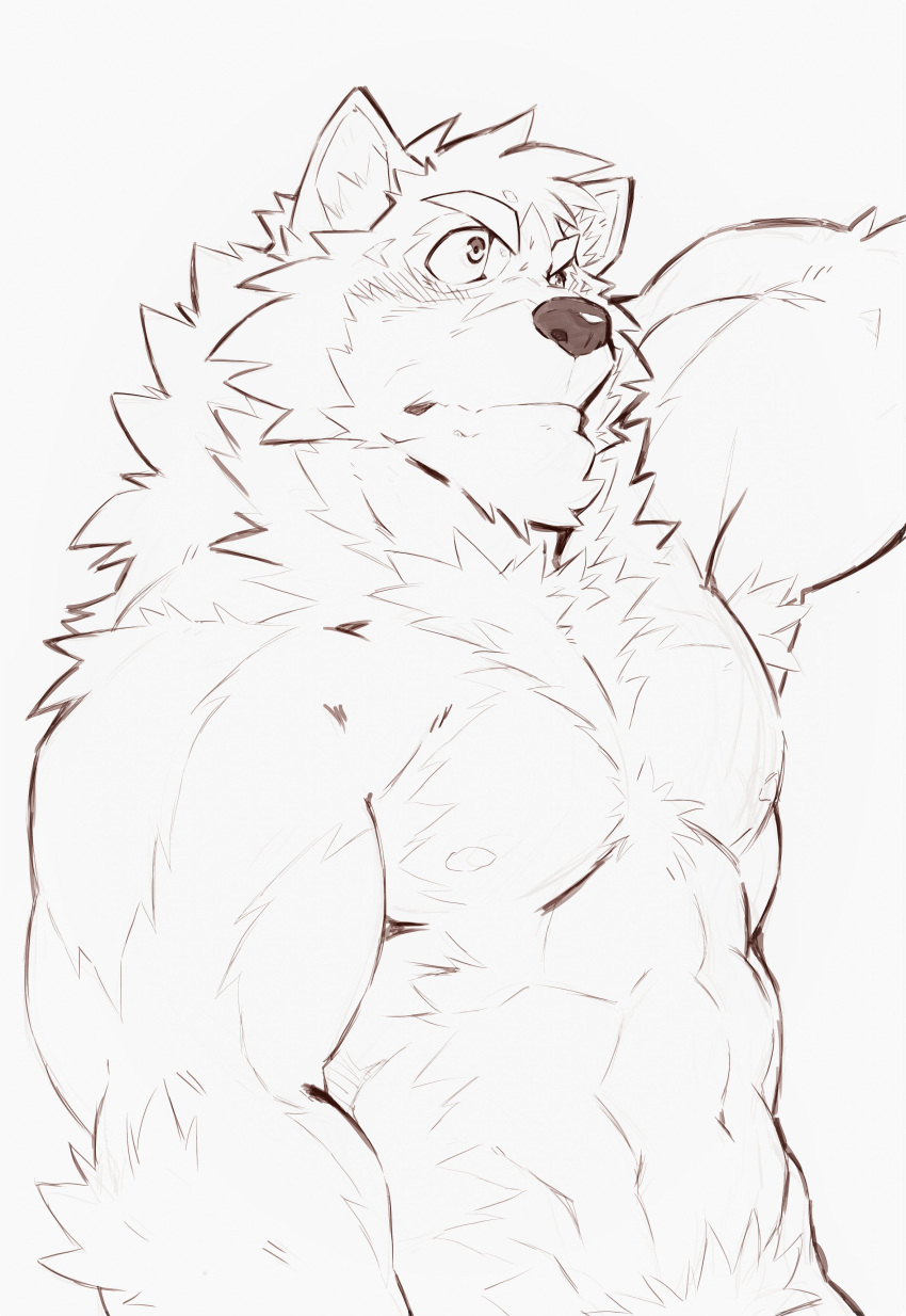abs absurd_res anthro barrel_(live-a-hero) biceps blush canid canine canis embarrassed fluffy heylaw21 hi_res lifewonders live-a-hero male mammal muscular muscular_anthro navel nipples pecs sketch solo video_games wolf
