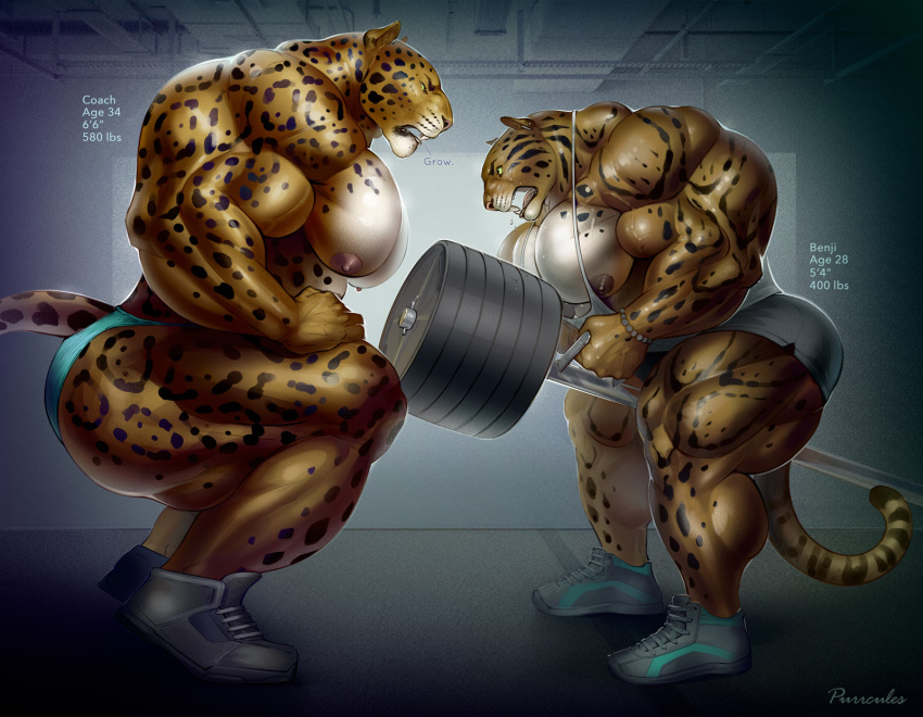 age_difference age_progression anthro barbell benji_(character) big_muscles bodily_fluids bottomwear clothed clothing clouded_leopard dialogue duo exercise felid footwear growth gym hi_res huge_muscles huge_pecs hyper hyper_muscles jaguar mainlion male male/male mammal muscle_growth muscular muscular_anthro muscular_male nipples open_mouth pantherine shirt shoes shorts speedo sweat swimwear tank_top topless topless_male topwear weightlifting weights workout