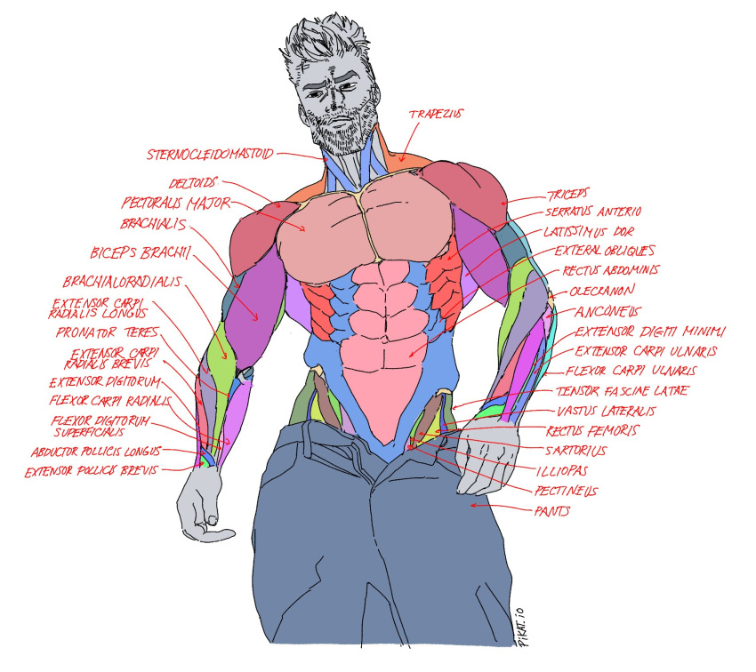 1boy abs anatomy beard biceps contrapposto cowboy_shot diagram english_text error facial_hair facing_viewer highres latin_text male_focus manly mature_male muscular muscular_male obliques open_fly original pants pectorals pikat short_hair sketch solo text_focus thick_eyebrows twitter_username wall_of_text