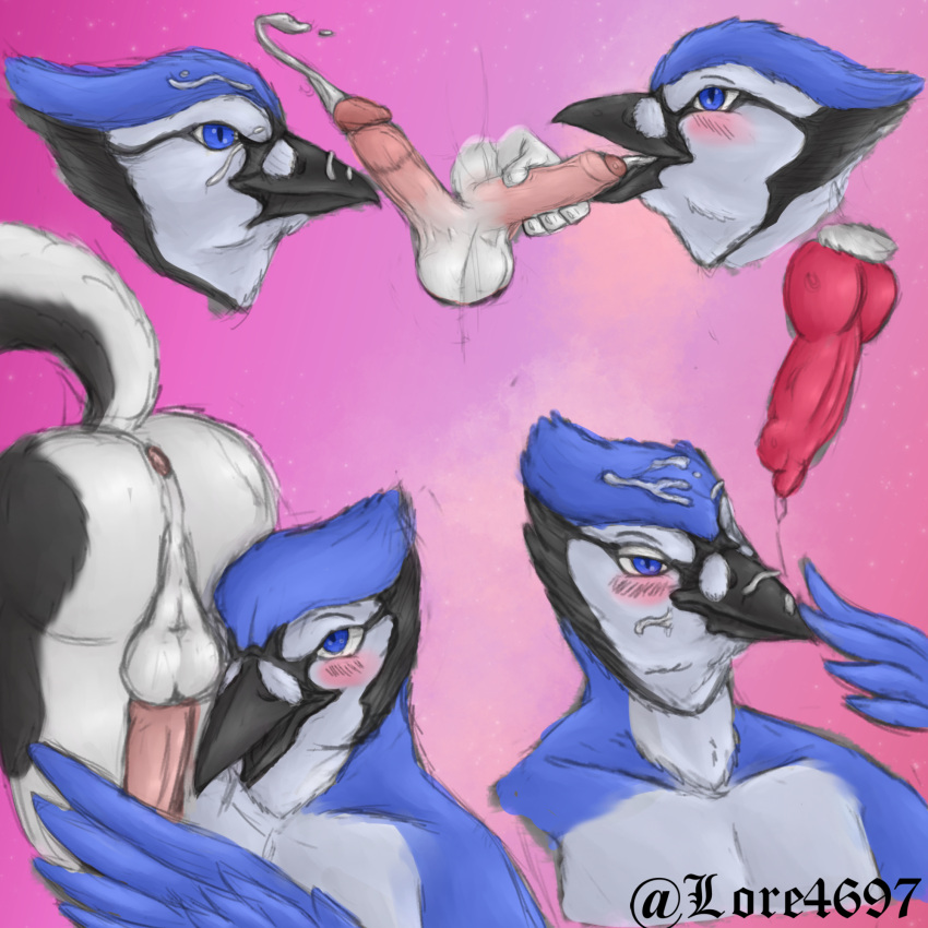 animal_genitalia animal_penis anthro anus avian balls beak beak_fetish beak_play beak_sex beakjob bird blue_jay blush bodily_fluids canid canine canine_penis canis circumcised corvid cum cum_in_mouth cum_inside cum_on_beak cum_on_face digital_media_(artwork) domestic_dog feathers foreskin genital_fluids genitals hi_res humanoid_genitalia humanoid_penis husky jay_(bird) knot lore4697 male male/male mammal new_world_jay nordic_sled_dog open_mouth oral oscine passerine penile penis penis_worship sex sketch spitz wings