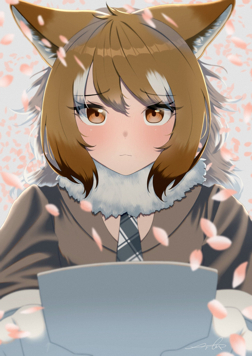 1girl animal_ear_fluff animal_ears arfox10 bangs blurry blurry_foreground brown_eyes brown_hair closed_mouth eyebrows_visible_through_hair fang fang_out fur_collar furrowed_brow gloves grey_hair highres holding italian_wolf_(kemono_friends) jacket kemono_friends light_blush long_hair long_sleeves looking_at_viewer multicolored_hair necktie nervous petals plaid_necktie signature skin_fang solo upper_body wolf_ears