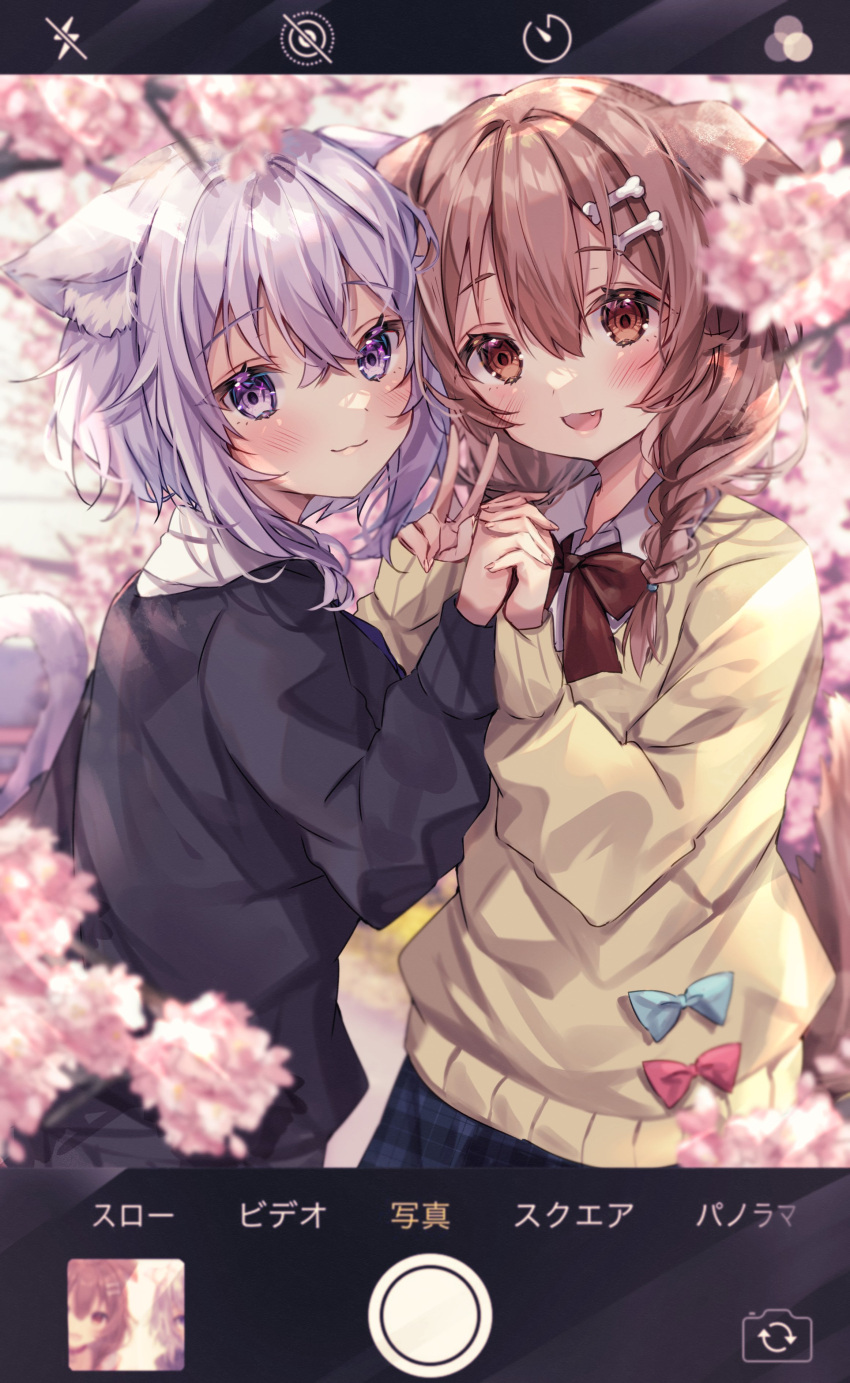 2girls :d absurdres animal_ear_fluff animal_ears bangs black_sweater blush bone_hair_ornament bow bowtie braid brown_eyes brown_hair cat_ears cherry_blossoms closed_mouth collared_shirt dog_ears fang flower hair_between_eyes hair_ornament highres holding_hands hololive inugami_korone long_hair long_sleeves looking_at_viewer medium_hair multiple_girls nekomata_okayu phone_screen pink_flower purple_eyes purple_hair red_bow red_bowtie shirt smile sorashima_(117) sweater translation_request v virtual_youtuber white_shirt yellow_sweater