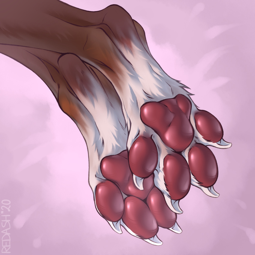 2020 4_toes abstract_background ambiguous_gender anthro beastfromhell brown_body brown_fur claws feet foot_fetish foot_focus fur hi_res pawpads pink_pawpads simple_background soles solo toe_claws toes white_body white_fur