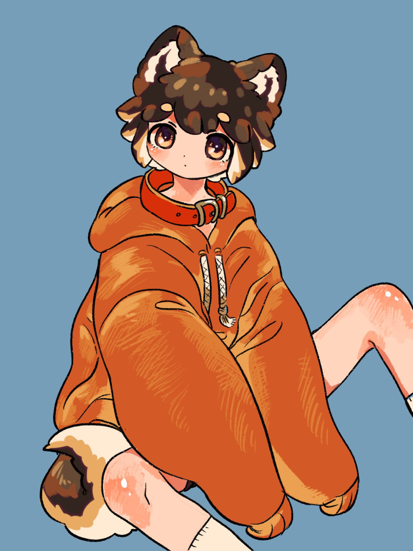 :/ animal_collar animal_ears between_legs blue_background brown_eyes brown_hair calf_socks collar dog_boy dog_ears dog_tail ears_up full_body hand_between_legs highres hood hood_down hoodie long_sleeves looking_at_viewer multicolored_hair orange_hoodie original oversized_clothes red_collar shima_(wansyon144) short_eyebrows sitting sleeves_past_fingers sleeves_past_wrists socks solo sweatshirt tail thick_eyebrows two-tone_hair white_hair white_legwear