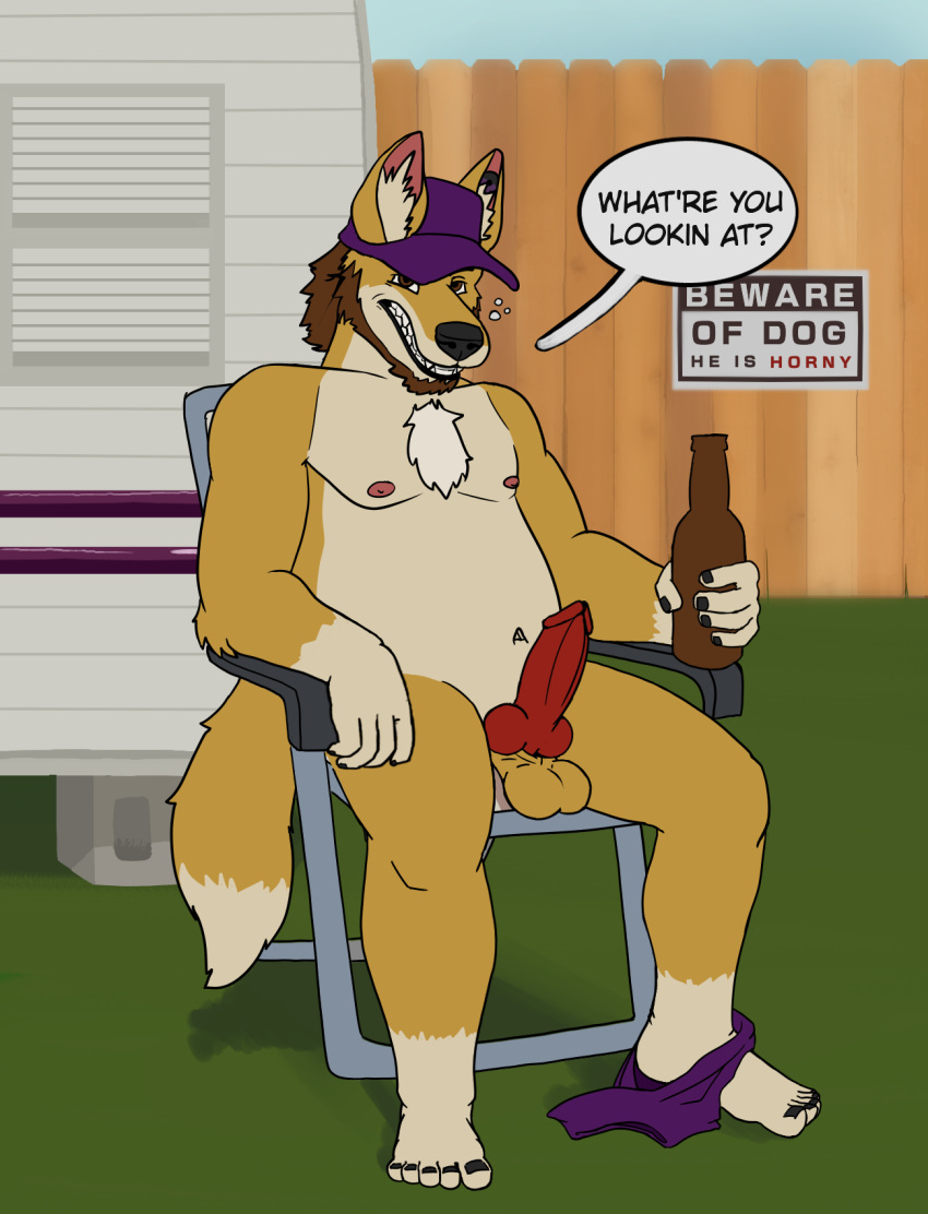 alcohol animal_genitalia animal_penis anthro balls beer beer_bottle beverage bottle canid canine canine_penis canis chair clothed clothing dingo drunk erection fence furniture genitals hat headgear headwear hi_res knot lewd_latte male mammal partially_clothed penis sign solo substance_intoxication trailer underwear underwear_down