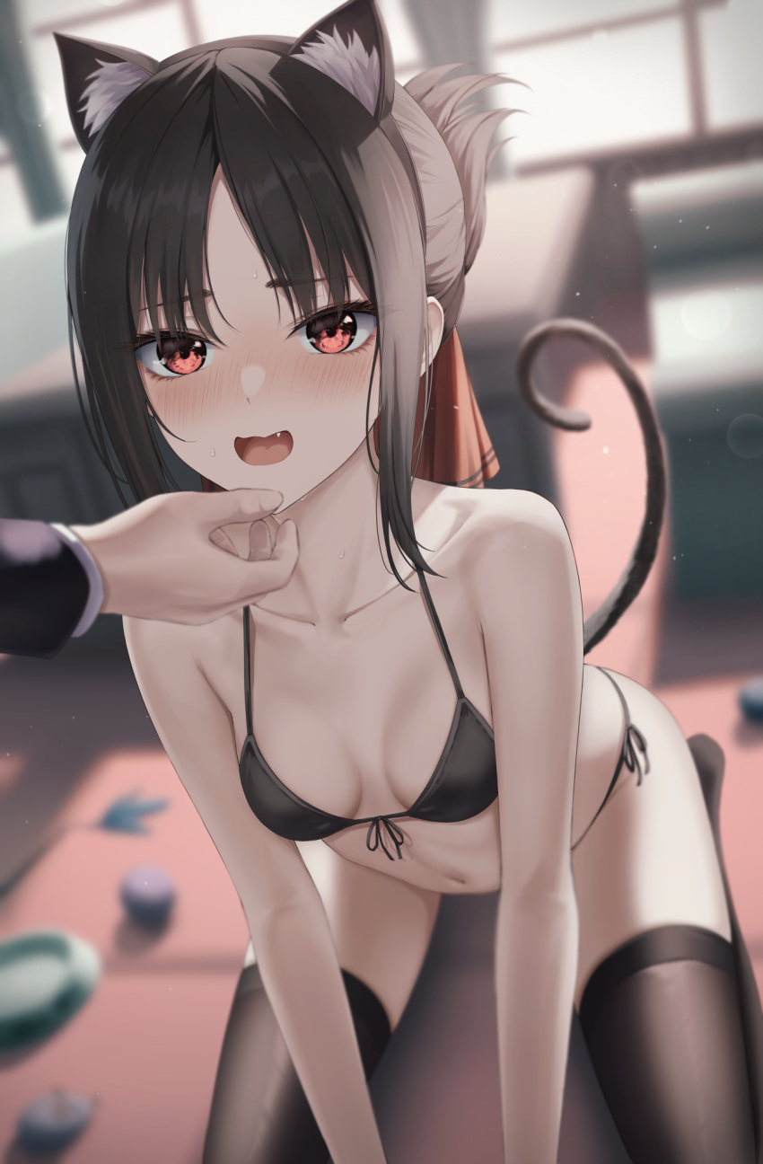 1boy 1girl animal_ears ball bangs bare_shoulders bikini black_bikini black_hair black_legwear blurry blurry_background blush breasts cat_ears cat_tail cat_teaser collarbone fang folded_ponytail food_bowl full-face_blush hair_ribbon hand_on_another's_chin highres kaguya-sama_wa_kokurasetai_~tensai-tachi_no_renai_zunousen~ marinesnow non-web_source open_mouth out_of_frame red_eyes red_ribbon ribbon shinomiya_kaguya shirogane_miyuki side-tie_bikini sidelocks small_breasts solo_focus stroking_another's_chin sweat swimsuit tail thighhighs