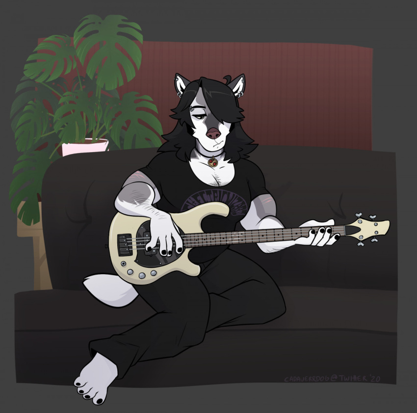 anthro arm_hair barefoot bass_guitar black_hair body_hair bottomwear cadaverrdog canid canine canis chest_hair clothing denim denim_clothing domestic_dog ear_piercing ear_ring eyebrow_piercing facial_hair facial_piercing feet fur furniture gio_(cadaverrdog) grey_body grey_fur guitar hair hair_over_eye half-closed_eyes hi_res house_plant jeans jewelry long_hair male mammal muscle_tone muscular muscular_anthro muscular_male musical_instrument narrowed_eyes necklace on_sofa one_eye_obstructed pants pecs piercing plucked_string_instrument shirt sideburns simple_background sitting sitting_on_sofa sofa solo string_instrument t-shirt topwear white_body white_fur