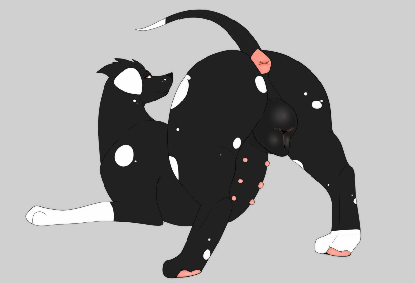 2022 6_nipples anatomically_correct anatomically_correct_anus anatomically_correct_genitalia anatomically_correct_pussy animal_genitalia animal_pussy anus ass_up black_body butt canid canine canine_pussy canis dalmatian digital_drawing_(artwork) digital_media_(artwork) domestic_dog eclipsa_(codedawn57) eyebrows eyelashes female feral genitals hi_res in_heat kaze~inu mammal multi_nipple nipples pawpads paws pink_anus pink_nipples plump_labia presenting presenting_anus presenting_hindquarters presenting_pussy pussy raised_tail simple_background solo spots white_ears white_spots
