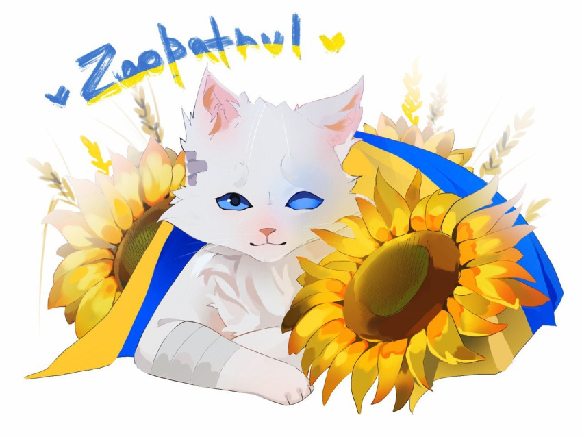 &lt;3 bandage domestic_cat felid feline felis feral flower mammal plant solo sunflower sunflowers ukraine uritsuyo war wheat