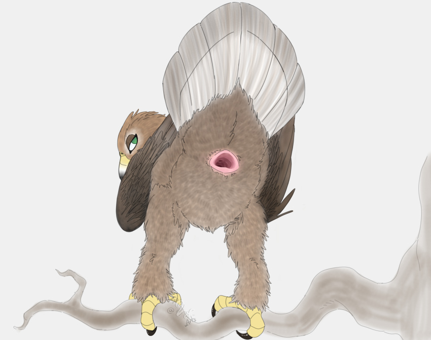 2022 absurd_res accipitrid accipitriform adamb/t2oa animal_genitalia avian beak bird cloaca feathered_wings feathers female feral gaping gaping_cloaca genitals green_eyes hi_res looking_back presenting presenting_cloaca raised_tail signature simple_background solo tail_feathers talons wings