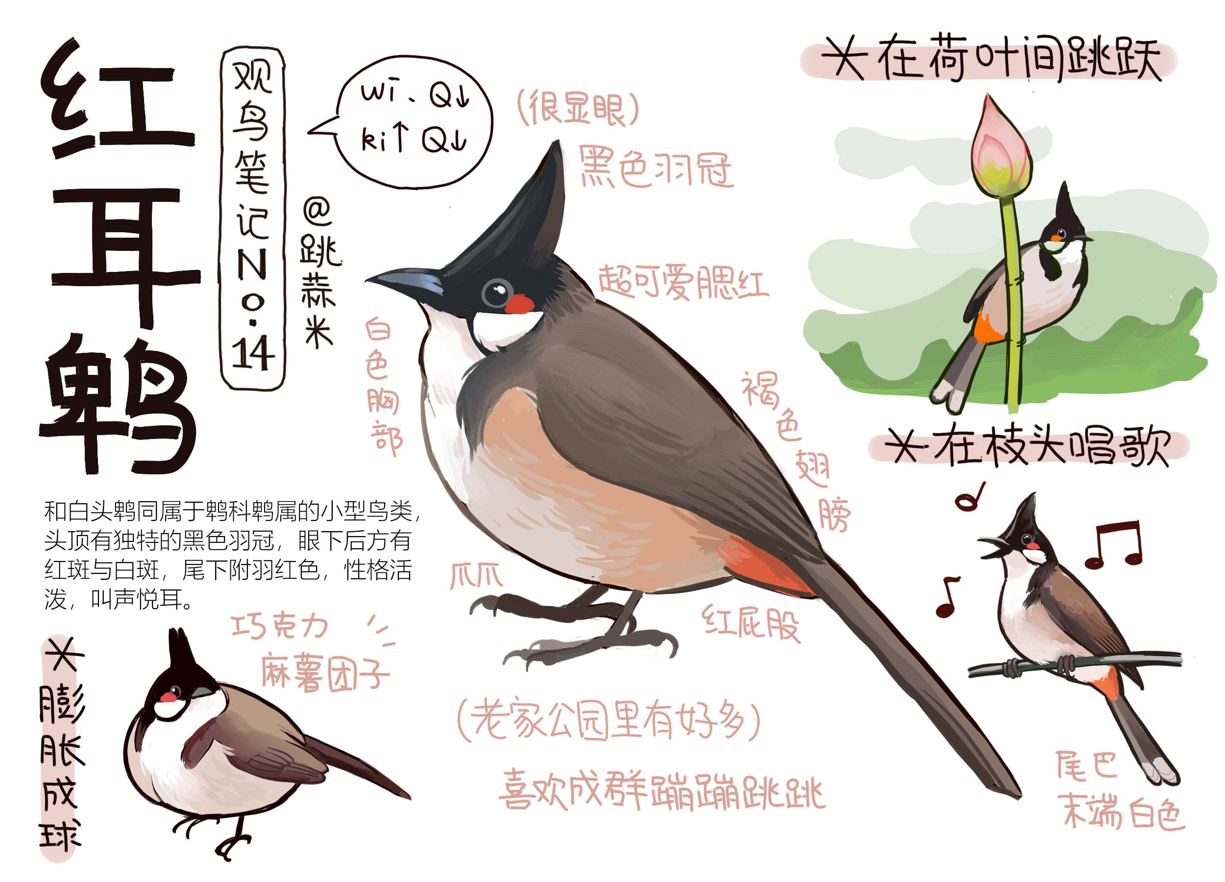 The Big ImageBoard (TBIB) - animal animal focus bird black eyes chinese ...