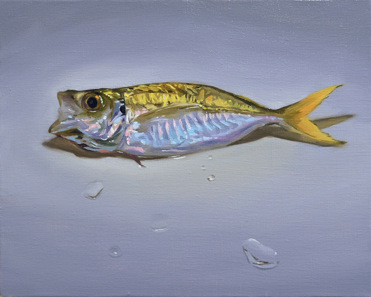 The Big ImageBoard (TBIB) - animal fish from side grey background naoya ...