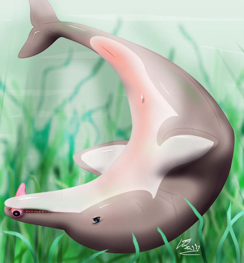 cetacean dildo dolphin female feral interspecies leeham991dark marine on ba...