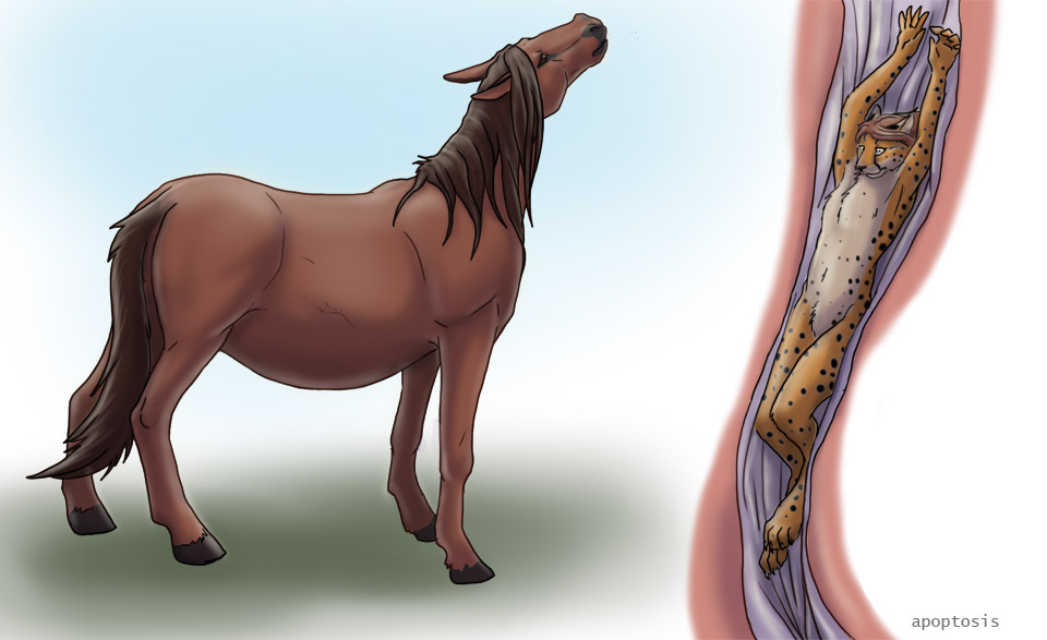 The Big ImageBoard (TBIB) - apoptosis cheetah equine feline horse kiba kiba...