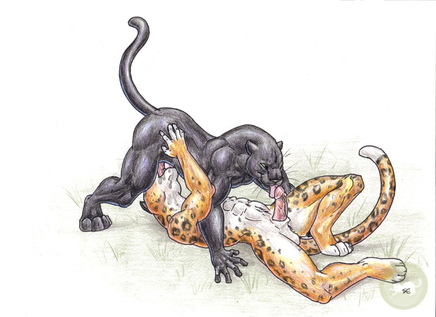 erection feline fellatio gay jaguar male mammal oral oral sex panther penis...