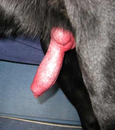 The Big ImageBoard (TBIB) - canine dog erection knot penis yummy 3078735.