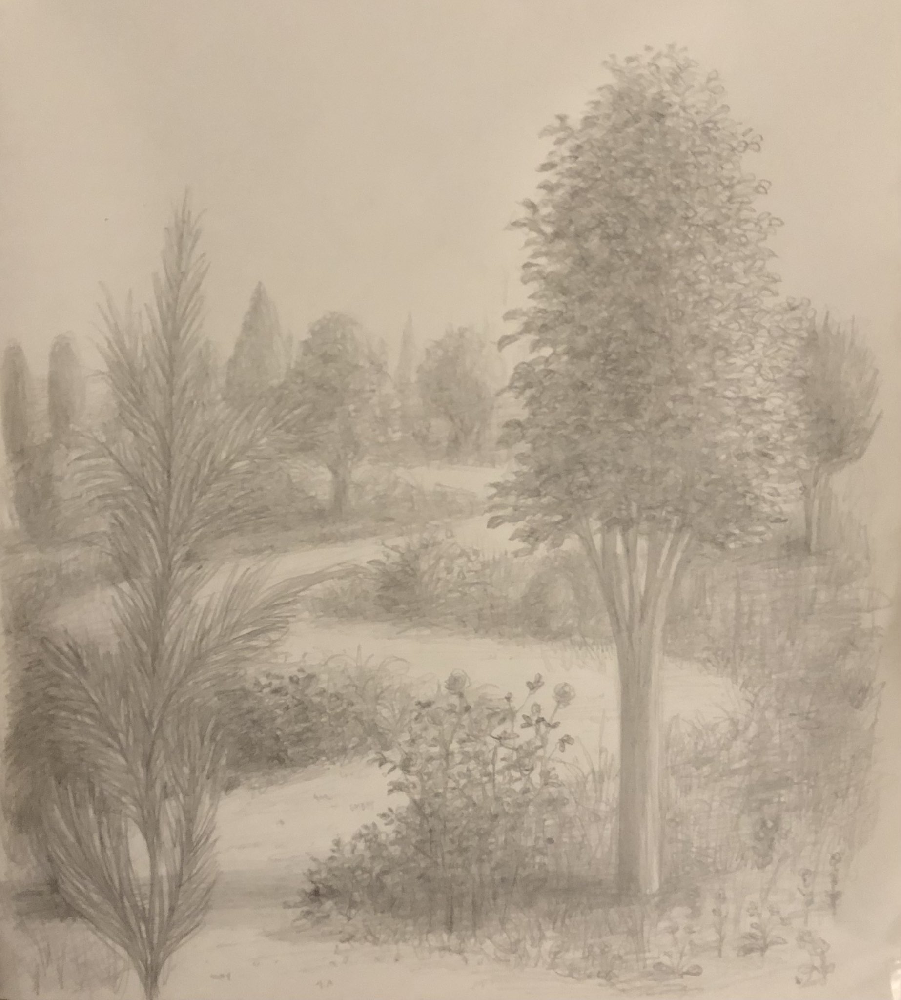 The Big ImageBoard (TBIB) - bush day field flower graphite (medium ...