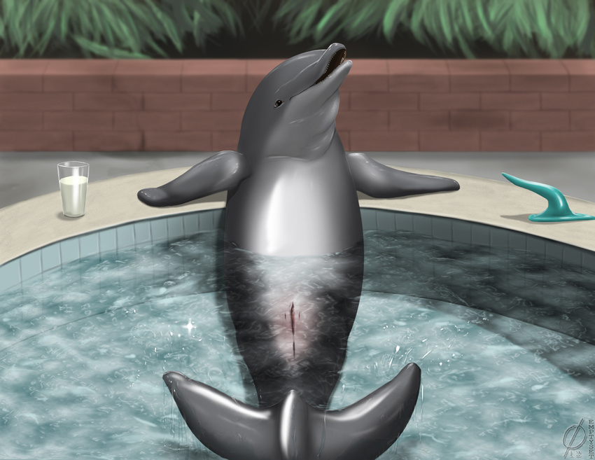 cetacean dildo dolphin emptyset female feral genital_slit grey grey_body ma...