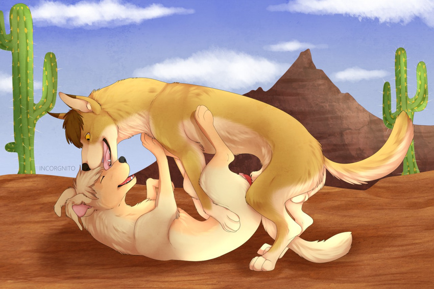 Dingo Porn