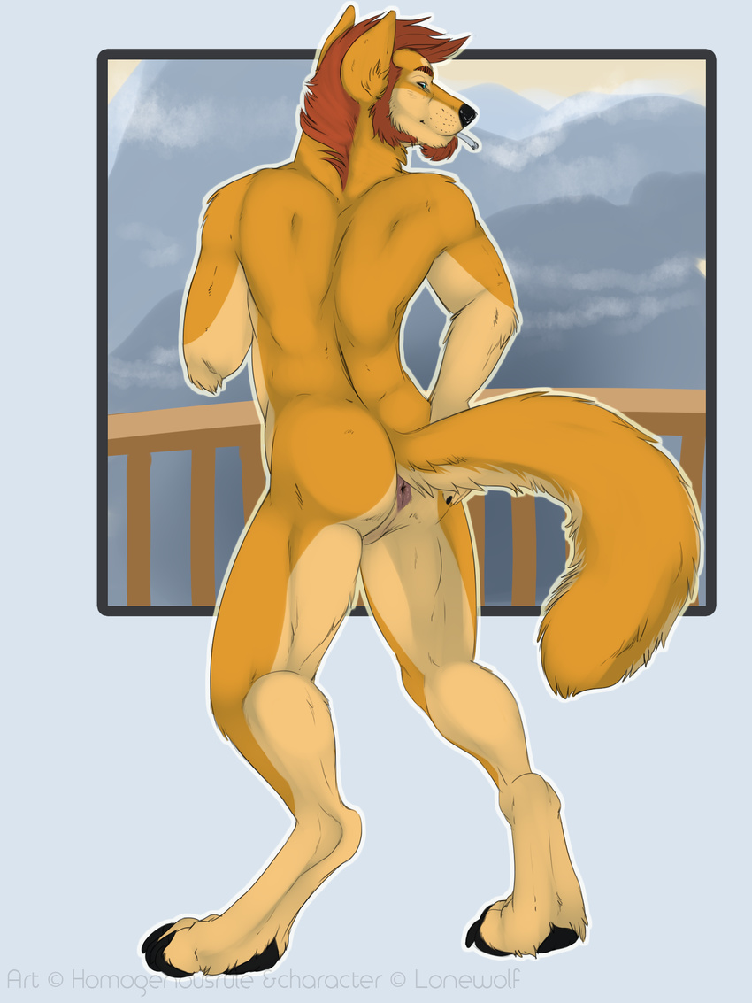 Dingo Porn