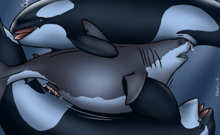 ...male/female mammal marine orca penetration pregnant shark underwater vag...