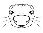 domestic_ferret fisheye hi_res mammal monochrome mustelid musteline resachii sketch true_musteline weasel