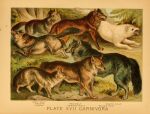 1897 19th_century ambiguous_gender ancient_art biological_illustration canid canine canis coyote fangs feral fur group hi_res hugh_craig jackal mammal open_mouth paws plant public_domain quadruped tail technical_illustration teeth text tongue tongue_out white_body white_fur wolf zoological_illustration