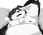  2022 anthro belly big_belly blush canid canine canis domestic_dog humanoid_hands itachi_guma kemono lying male mammal moobs nipples one_eye_closed overweight overweight_male pillow solo 