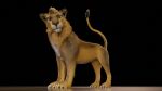  16:9 3d_(artwork) bigcat blender_(software) digital_media_(artwork) felid feline feral lion male mammal pantherine ruark solo widescreen 