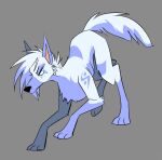2021 beastofeuthanasia bent_legs black_nose blue_body blue_eyes blue_fur blue_hair blue_markings blue_tail canid canine canis cheek_tuft digital_drawing_(artwork) digital_media_(artwork) domestic_dog english_description facial_tuft female female_feral feral feralized finnish_spitz fluffy fluffy_tail fur fur_markings furrowed_brow furrowed_eyebrows grey_background hair mammal markings miyma_mirja_pohjola mouth_closed multicolored_body multicolored_fur multicolored_hair paws pupils quadruped shaded short_hair simple_background simple_shading slit_pupils solo spitz tail tan_inner_ear tuft two_tone_body two_tone_fur two_tone_hair two_tone_tail white_body white_fur white_hair white_tail