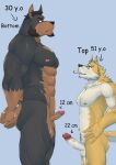 2025 abs absurd_res age_difference anthro aroused balls barazoku beard biceps blue_background blue_eyes brown_hair butt canid canine canis chief_gilbert cigarette cigarette_in_mouth deltoids dobermann domestic_dog dominant duo ear_tuft erection eyewear eyewear_only facial_hair facing_each_other genitals glasses glasses_only goatee hair hand_on_hip hands_behind_back hi_res humanoid_genitalia humanoid_penis jack_(chief_gilbert) looking_at_another looking_at_partner male male/male mammal manly mature_male muscular muscular_butt muscular_legs muscular_sub muscular_thighs mustache neck_tuft nipples nude object_in_mouth parade_rest pecs penis pinscher pubes shiba_inu side_view sideburns simple_background size_difference small_top_big_bottom smoking smoking_cigarette spitz standing_at_attention submissive takeinu_okita_(chief_gilbert) triceps tuft wearing_glasses white_hair