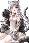  1girl ahoge animal animal_ear_fluff animal_ears animal_hands bare_shoulders bell black_collar black_jacket brown_eyes chinese_zodiac claws collar dress eyebrows_visible_through_hair frilled_dress frills grey_background grey_hair hair_ornament hairclip highres jacket long_hair myless neck_bell open_clothes open_jacket open_mouth original ribbon seiza simple_background sitting sleeping smile tail teeth tiger tiger_ears tiger_girl tiger_tail tongue tongue_out upper_teeth uvula white_ribbon white_tiger year_of_the_tiger 