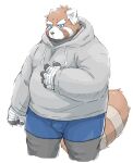  2022 ailurid anthro bandage belly big_belly black_body blue_eyes bottomwear bulge clothing hi_res hoodie humanoid_hands kemono male mammal orange_body overweight overweight_male red_panda roostax_wilddog shorts simple_background solo topwear white_background 