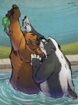  2022 anthro badger belly black_body black_fur black_nose brown_body brown_fur clothing detailed_background duo fur green_eyes hi_res humanoid_hands k-9 male mammal mustelid musteline overweight overweight_male swimming_pool swimwear ursid white_body white_fur 