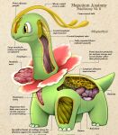  2022 ambiguous_gender anatomy antennae_(anatomy) biological_illustration christopher_stoll copyright_name cross_section english_text esophagus feral flower_(anatomy) full-length_portrait generation_2_pokemon green_body hi_res looking_aside meganium mouth_closed nintendo paper_background pokemon pokemon_(species) pokenatomy portrait pupils quadruped side_view simple_background solo species_name tan_background technical_illustration text twitter_handle white_sclera yellow_eyes 