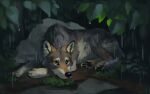2020 alexpahomov ambiguous_gender black_claws black_pawpads brown_eyes canid canine canis claws digital_media_(artwork) digital_painting_(artwork) feral fur grass grey_body grey_fur leaf lying mammal mud on_front painting_(artwork) pawpads plant quadruped raining rock solo white_body white_fur wolf