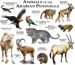 2015 3_toes 5_toes 6_legs accipitrid accipitriform agamid ambiguous_gender antelope arabian_leopard arabian_oryx arabian_red_fox arachnid arthropod arthropod_abdomen avian avian_feet beady_eyes beak bent's_mastigure bent's_spiny-tailed_lizard binomial_nomenclature biological_illustration biped bird black_beak black_body black_claws black_exoskeleton black_eyes black_fur black_hooves black_horn black_markings black_nose black_spots black_stripes black_tail blue_body blue_feathers bovid branch brown_body brown_feathers brown_fur brown_tail brown_wings camel camelid canid canine caprine chin_tuft claws cloven_hooves common_black_scorpion coraciiform countershade_face countershade_legs countershade_torso countershading curved_horn desert_hedgehog detailed digitigrade dipstick_beak dromedary eagle ears_back eastern_imperial_eagle english_text eulipotyphlan exoskeleton eye_markings facial_markings facial_tuft fatty_humps feathered_wings feathers feet felid feline felis feral fetlocks flying folded_wings fox front_view frown full-length_portrait fur fur_tuft goat grazing_antelope green_body green_feathers green_scales green_tail grey_beak grey_hooves grey_horn group head_markings hedgehog hi_res hooves horn ibex in_tree inner_ear_fluff latin_text leg_markings leopard light lighting lilac-breasted_roller lizard long_neck long_tail looking_aside looking_at_viewer looking_away lying mammal markings mask_(marking) mastigure midair multi_leg multi_limb multicolored_beak multicolored_body multicolored_feathers multicolored_fur multicolored_scales multicolored_wings nebo_(scorpion) nubian_ibex on_branch on_front orange_body orange_fur orange_scales orange_tail oryx pantherine photorealism pincers pink_body pink_feathers pivoted_ears plant portrait purple_body purple_feathers quadruped realistic red_fox reptile ridged_horn rock roger_hall roller_(bird) sand_cat scales scalie scientific_name scorpion scorpionid shadow side_view simple_background smile sneaking snout socks_(marking) species_name spines spots spotted_body spotted_fur spotted_markings spotted_tail spread_wings standing stare stinger stinger_tail striped_body striped_fur striped_markings striped_tail stripes tagging_guidelines_illustrated tail tail_feathers tail_markings tail_tuft talons tan_body tan_fur technical_illustration text thick_tail toe_claws toes tree trinomial_nomenclature true_eagle true_fox tuft two_tone_beak two_tone_body two_tone_fur two_tone_tail unguligrade whiskers white_background white_body white_countershading white_fur white_scales white_tail wings yellow_beak yellow_body yellow_eyes yellow_feathers yellow_scales yellow_wings zoological_illustration