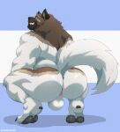 absurd_res akita anthro anus apollo_(jakewolf00) backsack balls big_muscles black_claws black_pawpads black_toe_claws blue_eyes brown_body brown_fur butt butt_focus canid canine canis claws crouching digital_media_(artwork) domestic_dog fur genitals hi_res looking_at_viewer looking_back male mammal multicolored_body multicolored_fur muscular muscular_male pawpads raised_tail smile solo spitz teeth toe_claws tylerstark white_balls white_body white_fur white_tail 