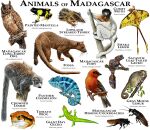 2015 4_toes 5_fingers 5_toes 6_legs afrosoricid amber_eyes ambiguous_gender amphibian anisodactyl antennae_(anatomy) arthropod arthropod_abdomen avian avian_feet beady_eyes beak binomial_nomenclature biological_illustration biped bird blaberidae black_beak black_body black_exoskeleton black_eyes black_feathers black_fur black_markings black_scales black_skin black_spots black_stripes black_tail blattodean blue_body blue_scales blue_tail bone_frill branch brown_body brown_exoskeleton brown_eyes brown_feathers brown_fur brown_markings brown_pawpads brown_scales brown_skin brown_tail brown_wings chameleon claws climbing cockroach comet_moth common_fody countershade_face countershade_torso countershading crawling crowned_lemur curled_tail day_gecko detailed eared_owl english_text euplerid exoskeleton eye_markings eyespots facial_markings feathers feet feral fingers flat-tailed_gecko fody fossa frill_(anatomy) frog front_view fur gecko giant_day_gecko green_body green_scales green_tail grey_beak grey_body grey_countershading grey_feathers grey_fur grey_mouse_lemur grey_scales grey_spots grey_tail gromphadorhina gromphadorhini group half-closed_eyes head_crest head_frill head_markings hi_res hindpaw hissing_cockroach in_tree insect insect_wings latin_text leaf leaf-tailed_gecko lemur lepidopteran lepidopteran_wings lizard long_snout long_tail looking_aside looking_at_viewer looking_away low-angle_view lowland_streaked_tenrec madagascan_owl madagascar_fody madagascar_giant_day_gecko madagascar_hissing_cockroach male mammal mantella markings moth mouse_lemur multi_leg multi_limb multicolored_body multicolored_exoskeleton multicolored_feathers multicolored_fur multicolored_scales multicolored_skin multicolored_tail multicolored_wings narrowed_eyes on_branch orange_body orange_feathers orange_scales orange_skin orange_spots orange_tail orange_wings owl oxyhaloinae painted_mantella panther_chameleon pawpads paws photorealism plant prehensile_feet primate pupils quadruped realistic red_body red_cardinal_fody red_fody red_scales reptile roger_hall satanic_leaf-tailed_gecko satantic_leaf-tailed_gecko saturniid scales scalie scientific_name side_view sifaka simple_background small_pupils snout soft_focus species_name spines spots spotted_body spotted_scales spotted_skin standing streaked_tenrec strepsirrhine striped_body striped_markings striped_scales striped_tail stripes tagging_guidelines_illustrated tail tail_feathers tail_markings talons tan_body tan_feathers tan_fur technical_illustration tenrec text toe_claws toes tomato_frog tree true_owl two_tone_body two_tone_exoskeleton two_tone_feathers two_tone_fur two_tone_scales two_tone_skin two_tone_tail unimpressed verreaux's_sifaka walking whiskers white_background white_body white_claws white_countershading white_eyes white_fur white_markings white_skin white_tail wings yellow_body yellow_fur yellow_sclera yellow_skin yellow_spots yellow_wings zoological_illustration