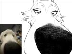  beastars big_nose canid canine canis close-up depth_of_field domestic_dog drawing hi_res legoshi_(beastars) male mammal solo valentitans wolf zoom 