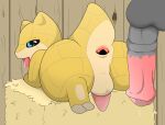  after_anal animal_genitalia animal_penis anus blue_eyes duo equine_penis gaping gaping_anus genitals looking_at_viewer looking_pleasured malawrist male male/male nintendo penetration penis pok&eacute;mon pok&eacute;mon_(species) sandshrew size_difference smaller_male smaller_penetrated tongue tongue_out video_games yellow_body 