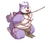  2022 anthro bdsm belly big_belly blush bondage bottomwear bound bulge canid canine clothing collar hi_res kemono leash loincloth male mammal moobs morian_xs navel nipples overweight overweight_male purple_body restraints rope rope_bondage rope_harness simple_background solo tongue tongue_out white_body 