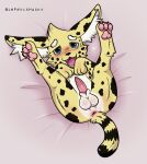  absurd_res animal_genitalia animal_penis anthro anus balls blush felid feline feline_penis genitals hi_res lepetithusky lying male mammal on_back pawpads penile_spines penis pink_pawpads serval solo 