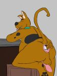  6kix abdominal_bulge anal anal_vore animal_genitalia animal_penis anthro anus balls belly big_belly canid canine canine_penis canis domestic_dog duo eyes_closed genitals great_dane hanna-barbera hi_res male mammal mastiff molosser penis scooby-doo scooby-doo_(series) tongue tongue_out vore 