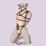  absurd_res anthro ball_gag balls bdsm blush bodily_fluids bondage bound dante24 drooling erection fur gag gagged genitals hi_res humanoid_genitalia humanoid_penis male mammal mouse murid murine nigel_(dizzyvixen) nipples nude pecs penis restraints rodent rope rope_bondage saliva shy solo superabsurd_res tan_body tan_fur 