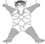  2022 anthro balls bdsm belly bondage bound canid canine erection genitals jackboot_ihi male mammal monochrome nipples overweight penis raccoon_dog restraints rope rope_bondage rope_harness solo tanuki young 