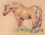  equid equine feral fur hair hi_res horse mammal tass_the_bovine white_body white_fur white_hair 