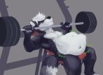  abdominal_bulge anthro belly big_belly black_body black_fur canid canine canis exercise fur gutsybeast lying male mammal muscular muscular_male on_back rumbling_stomach same_size_voe vore weightlifting white_body white_fur wolf workout 