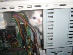  4:3 blue_eyes canid canine computer computer_case computer_fan detailed_background domestic_cat felid feline felis feral fur graphics_card hard_drive humor inside mammal motherboard multicolored_body multicolored_fur o_o photo power_supply radiator random_access_memory solo young 